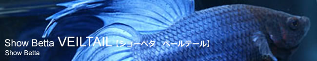 トラディショナルベタ