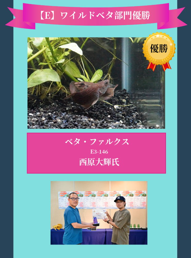 ベタコンテスト ベタショップ フォーチュン
