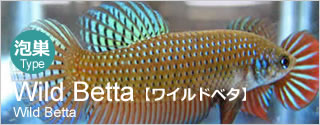 ベタショップ フォーチュン