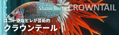 ショーベタ・クラウンテール
