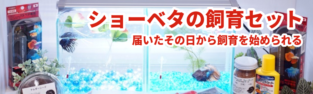 ショーベタの飼育セット
