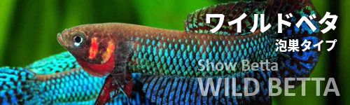 ワイルドベタ(泡巣タイプ)
