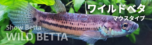ワイルドベタ(マウスタイプ)