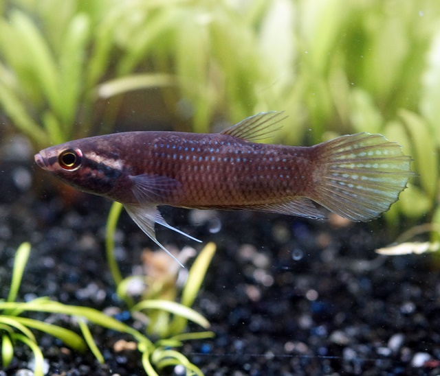 ベタ エニサエ スカダウ産 ペア ブルーのヒレを持つ美麗種 ベタショップ フォーチュン
