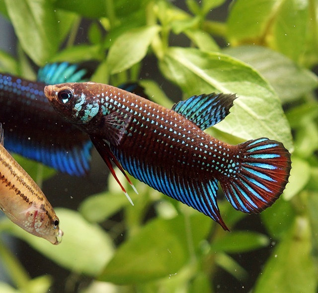 ベタ インべリス プーケット産 オス 有名産地のインベリス ベタショップ フォーチュン