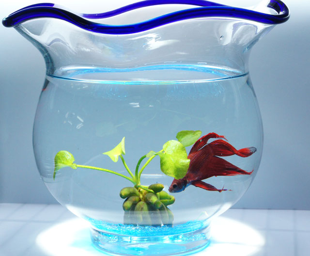 バナナプラント ～小さなグラスアクアリウムにぴったり！～ ベタショップ フォーチュン