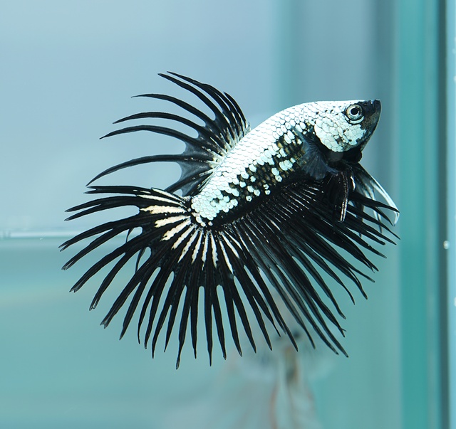 コタニ様　ブラック 楽天市場】【DDA】ブラック ニジイロクワガタ 成虫 ♂40〜大型