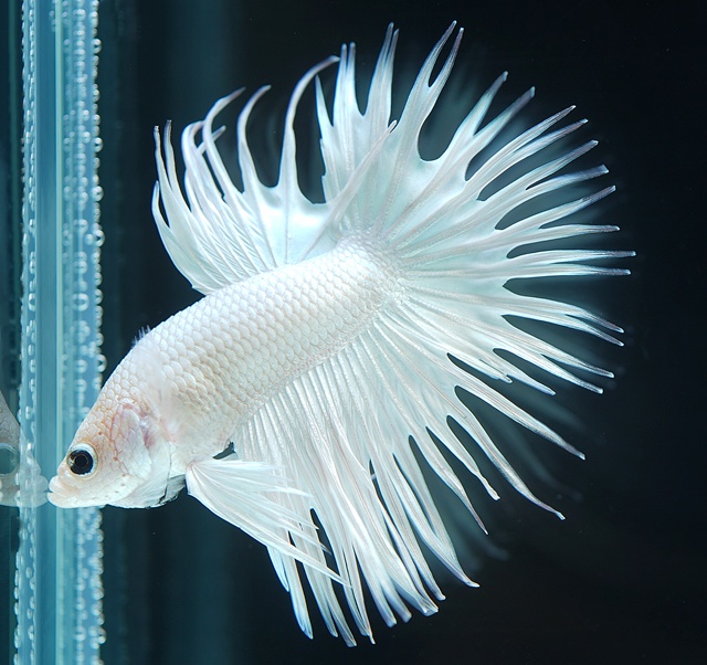 プラチナホワイト クラウンテール Ctpw 2 ペア か オス お選びください トンガール ベタファームより入荷 ベタショップ フォーチュン