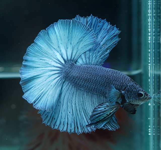 ベタ　ハーフムーン ベタ ハーフムーン