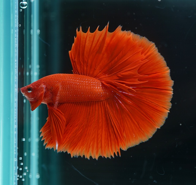 ベタ ハーフムーン