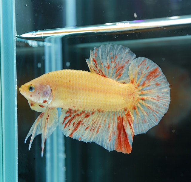 ショーベタ プラカット